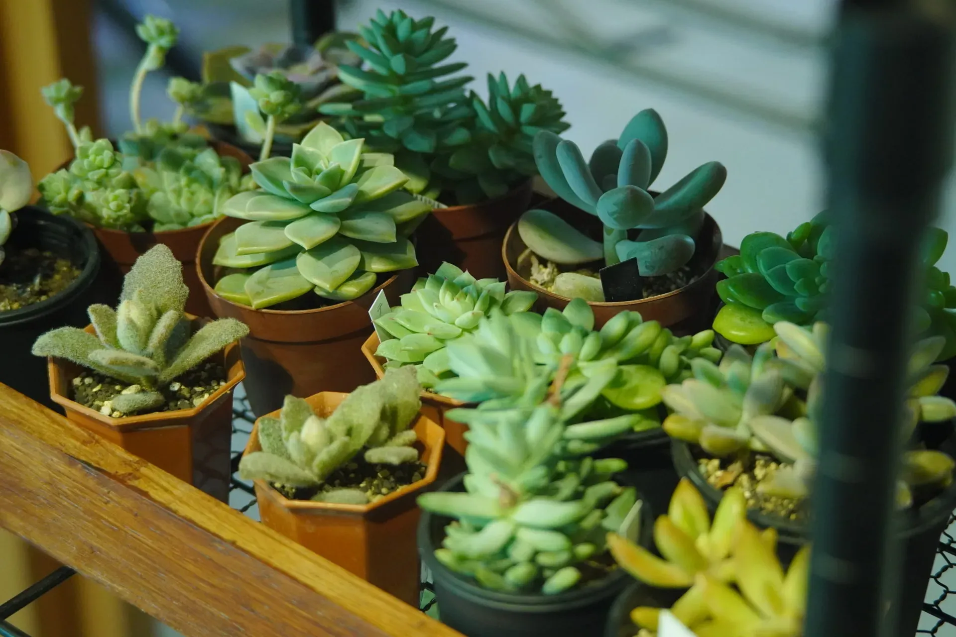 多肉植物 なぜ人気？驚くほど簡単！初心者でも絶対に枯らさない育て方ガイド決定版